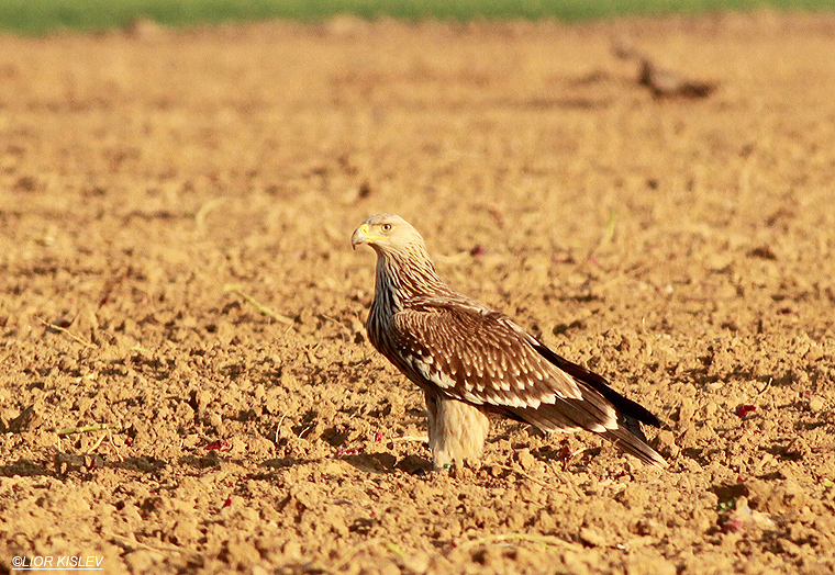   Imperial Eagle  aquila heliaca  ,western Negev, 30-12-12